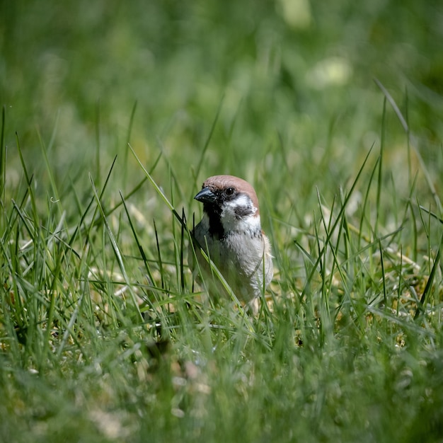 Селективный снимок королевской птицы на зеленой траве