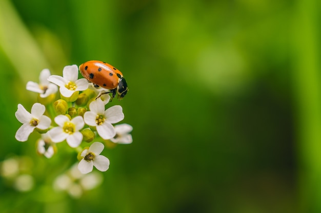 晴れた日に撮影された野外の花にテントウムシの選択的なフォーカスショット