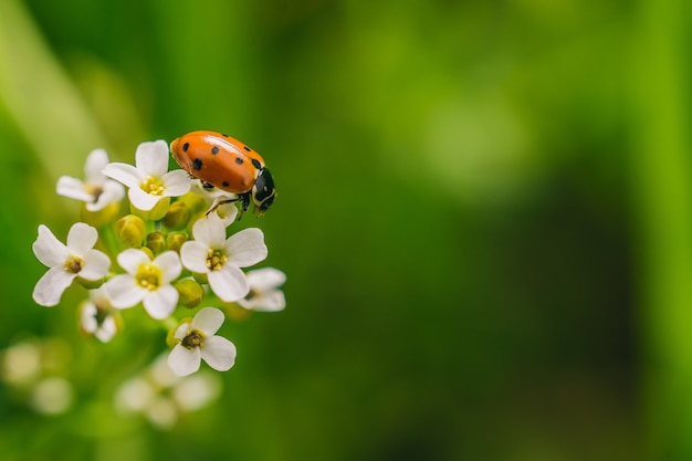 Selective focus shot of a ladybird beetle on flower in afield captured on sunny day