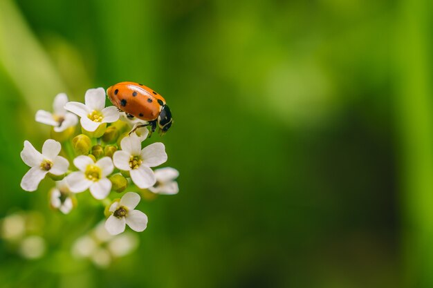 화창한 날에 캡처 한 멀리에서 꽃에 무당 벌레 딱정벌레의 선택적 초점 샷