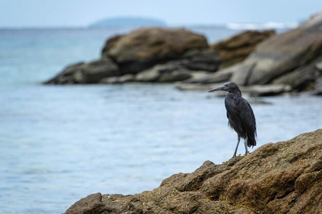 Selective focus shot of a lava heron bird sitting nearby the sea