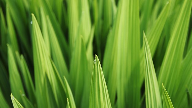 Снимок с выборочным фокусом: лист травы с утренней росой на нем