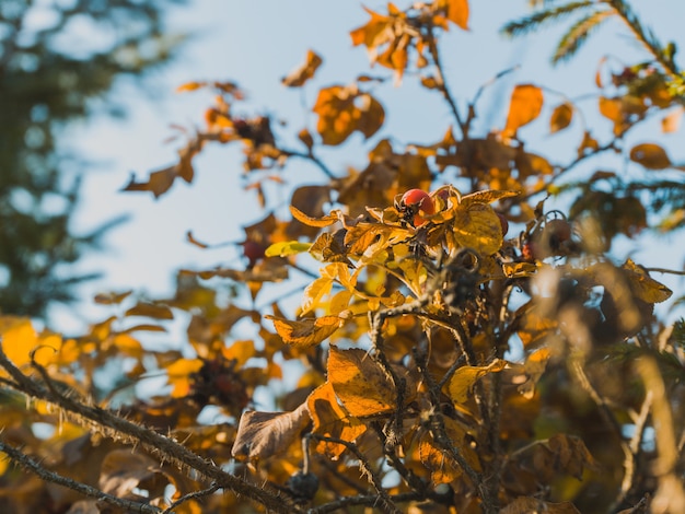 Selective focus shot of the leaves of a rosehip tree and a single berry on it