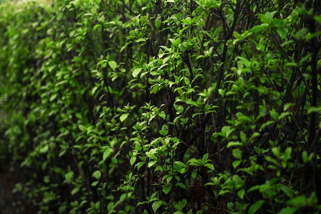 Free photo selective focus shot of leaves on vines