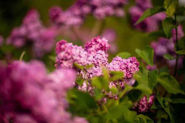 Selective focus shot of lilac flowers blooming in a field