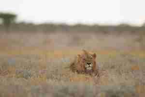 Free photo selective focus shot of a lions head pocking out of a grassy field