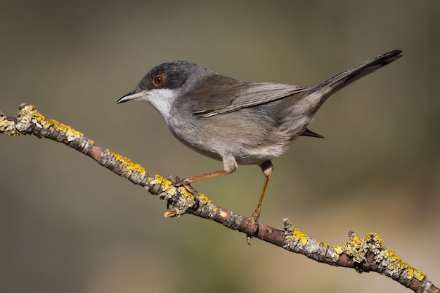 Selective focus shot of a little brown bird sitting on a tree branch