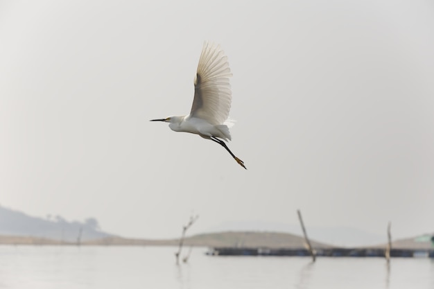 Selective focus shot of a little egret flying over a lake