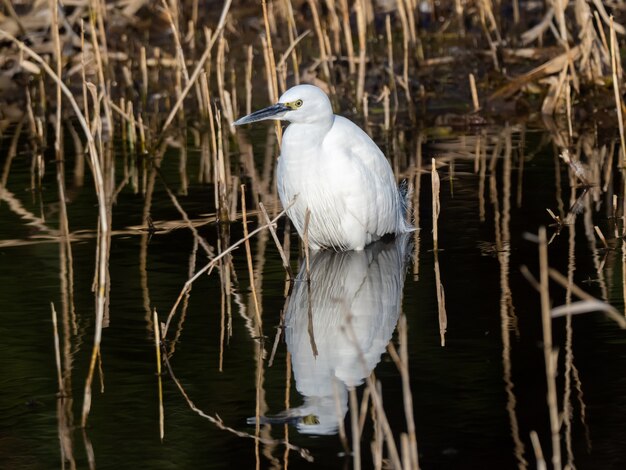 Selective focus shot of Little egret on the lake with reflection on the water in Izumi forest