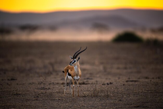 Selective focus shot of a little Grant's gazelle also known as Nanger granti in Tanzania