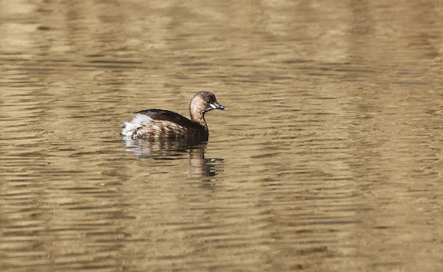 Selective focus shot of the little grebe floating on water