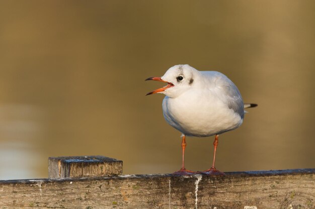 Selective focus shot of a little seagull sitting on the wooden pier