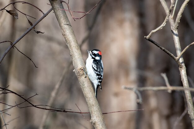 Selective focus shot of little spotted woodpecker