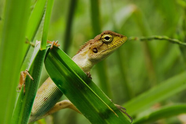 Selective focus shot of a lizard on a plant