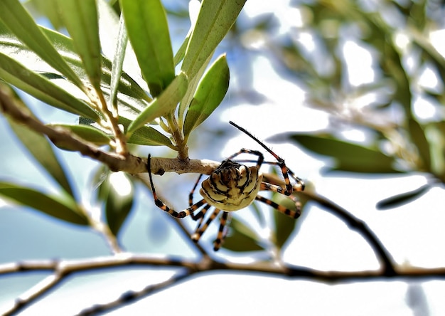 Selective focus shot of Lobed Argiope Spider on an olive tree branches