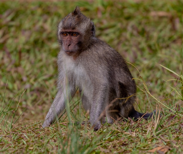 Selective focus shot of long-tailed macaque in nature