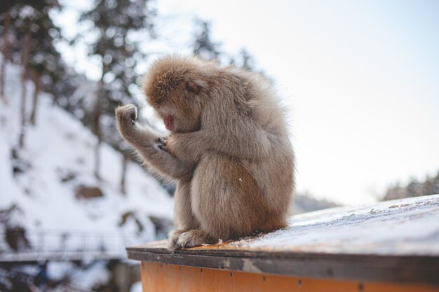 Selective focus shot of a macaque monkey looking at its hand