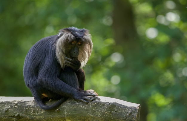 Selective focus shot of a macaque outdoors during daylight