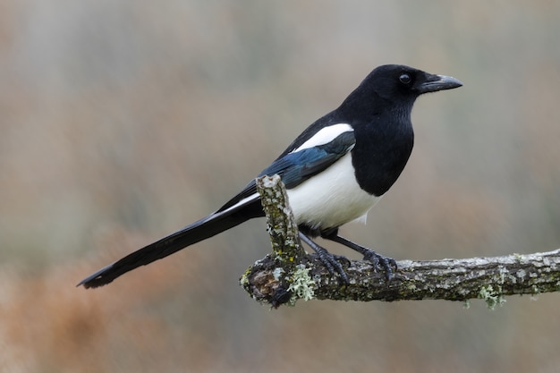 Selective focus shot of a magnificent black-billed magpie sitting on a moss-covered branch