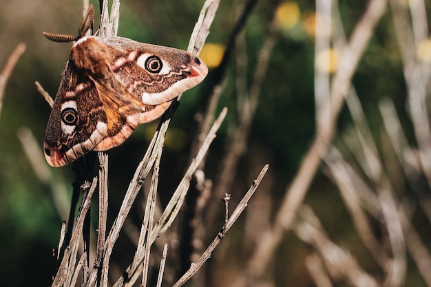 Free photo selective focus shot of a magnificent butterfly on the wooden stems with a blurred background