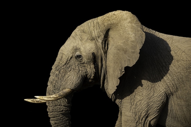 Selective focus shot of a magnificent elephant captured on a sunny day with a black wall