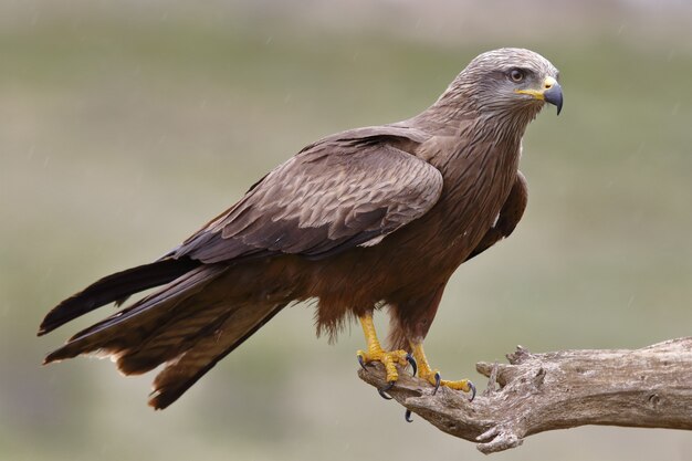 獲物の上に力強く立っている壮大な鷹のセレクティブフォーカスショット