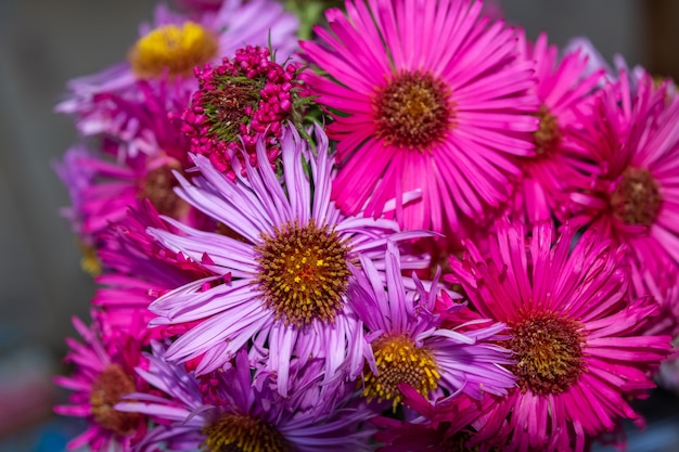 꽃다발에 웅장한 분홍색과 보라색 애 스터 꽃의 선택적 초점 샷