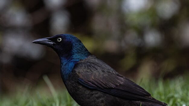 Selective focus shot of a magnificent raven on a grass-covered field