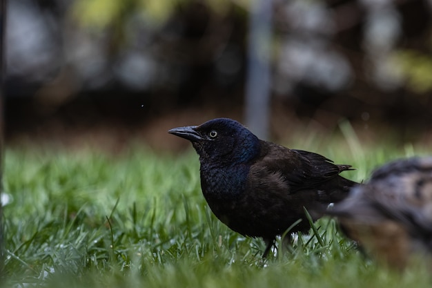 Selective focus shot of a magnificent raven on a grass-covered field