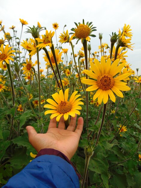 Selective focus shot of a male hand touching sunflower in a field
