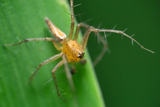 Selective focus shot of male striped lynx spider Oxyopes salticus in Satara Maharashtra India