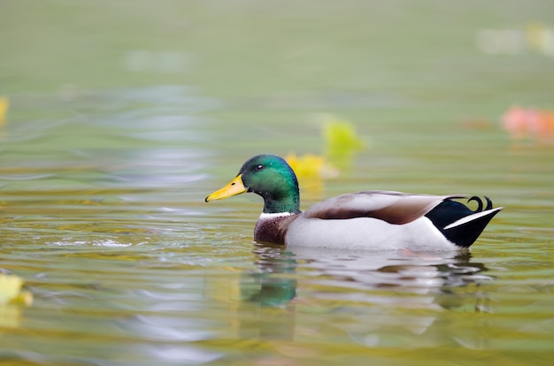 Selective focus shot of a mallard duck in the water