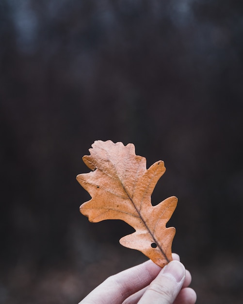 Selective focus shot of man's hand holding a brown leaf