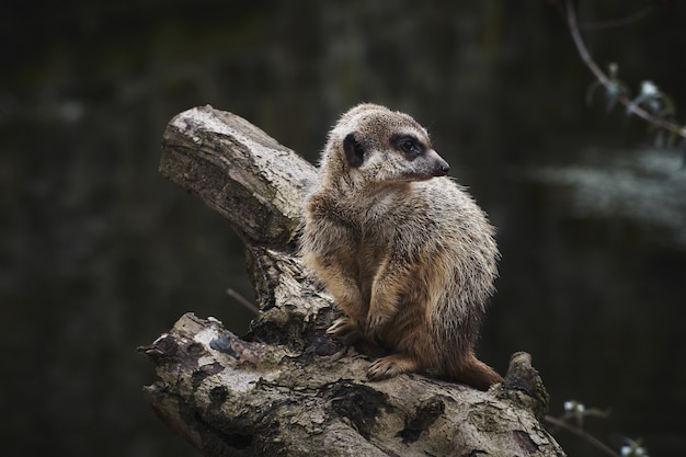Selective focus shot of a meerkat on a dry tree branch