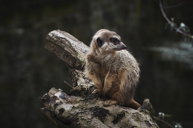 Selective focus shot of a meerkat on a dry tree branch