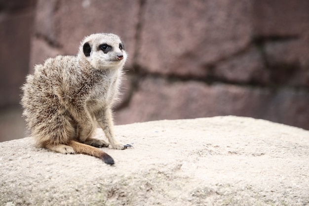 Selective focus shot of a meerkat on a rock while looking around