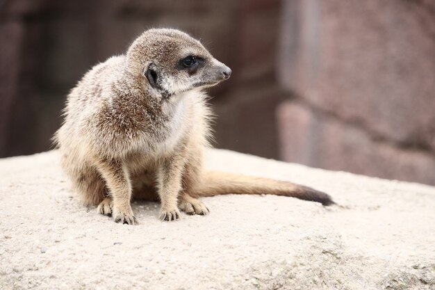 Selective focus shot of a meerkat on a rock