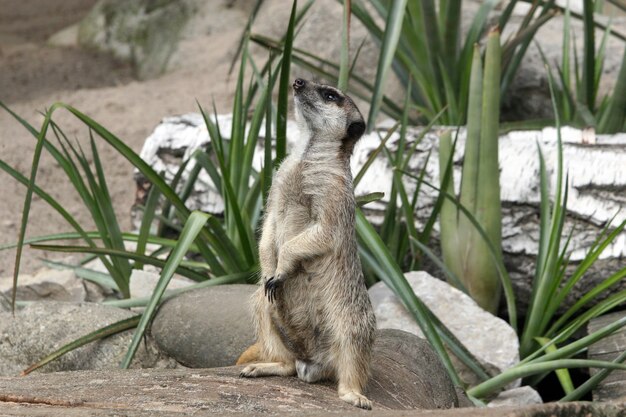 Selective focus shot of a meerkat