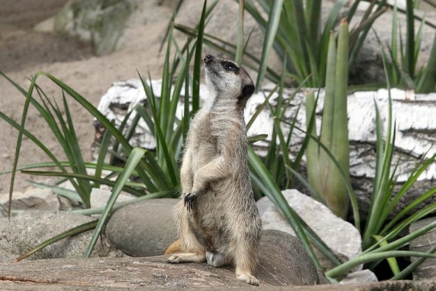 Selective focus shot of a meerkat