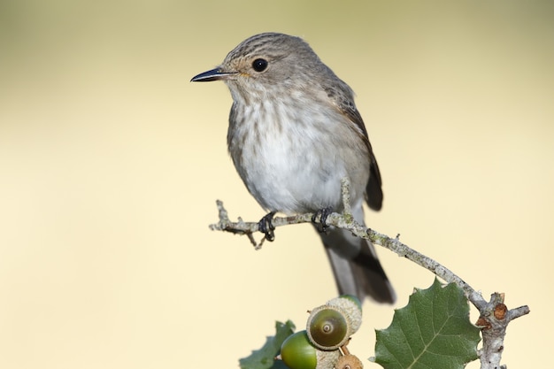 Selective focus shot of a Melodious warbler bird perched on an oak branch