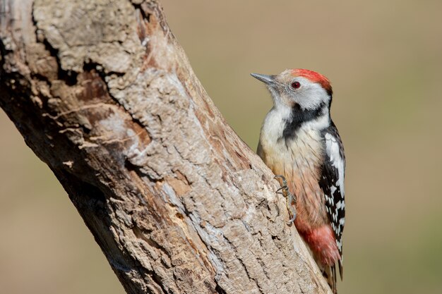 Selective focus shot of a middle spotted woodpecker on a tree