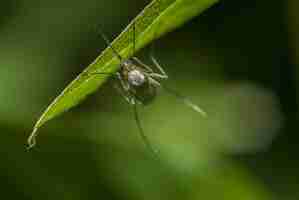 Free photo selective focus shot of a mosquito resting on a green grass