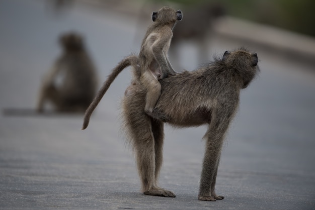 Selective focus shot of a mother baboon with her baby riding on her back – Free Stock Photo