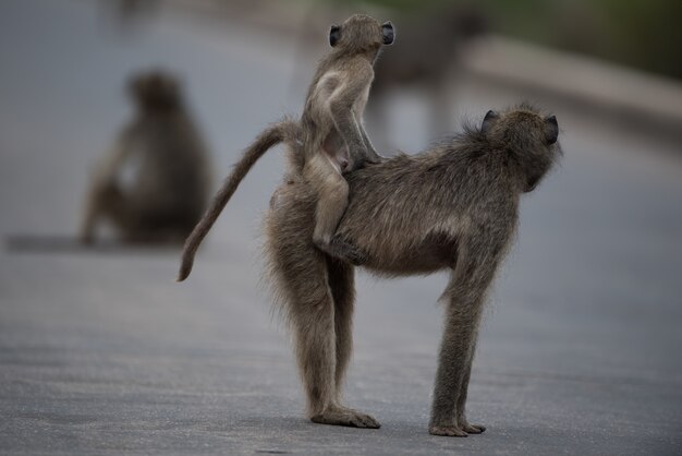 Selective focus shot of a mother baboon with her baby riding on her back