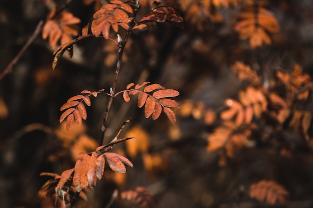 산 화산재 잎의 선택적 초점 샷