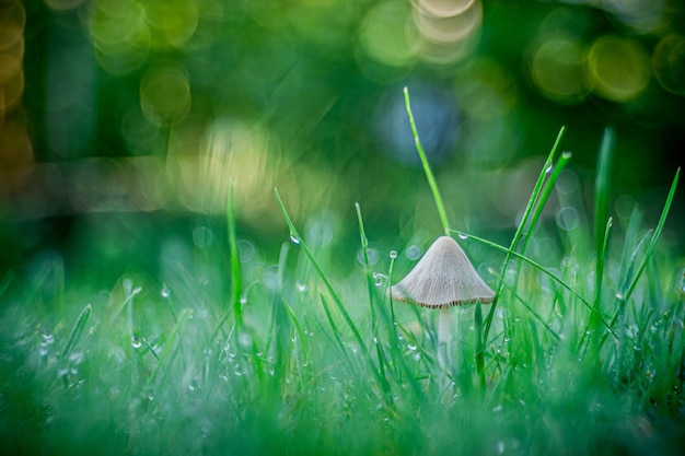 Selective focus shot of a mushroom growing in the grass captured in Opole, Poland