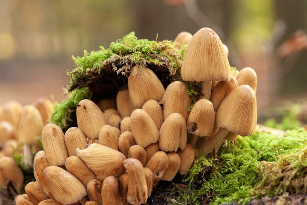 Selective focus shot of mushrooms growing on a mossy ground