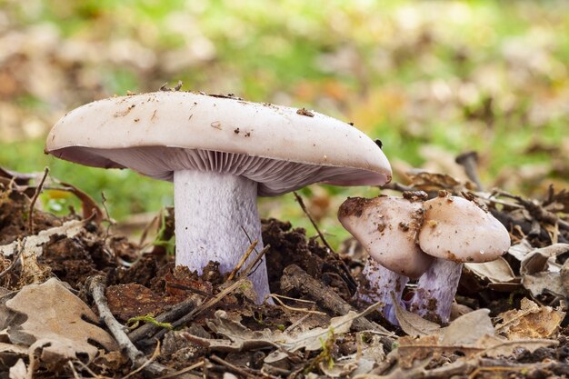 Selective focus shot of mushrooms growing in the soil