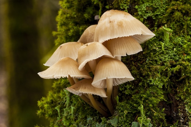 Selective focus shot of a Mycena galericulata growing on a dead mossy trunk in the forest