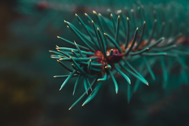 Selective focus shot of needle branch